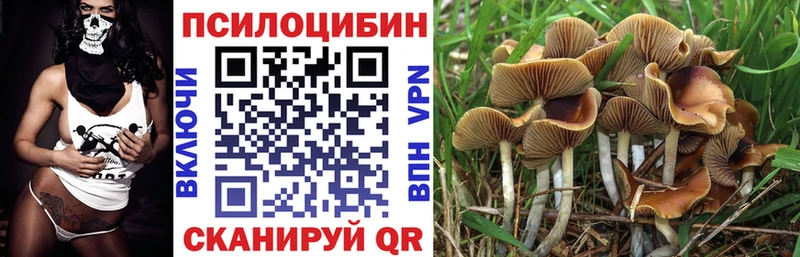 Галлюциногенные грибы Psilocybine cubensis  блэк спрут ТОР  Карачев 
